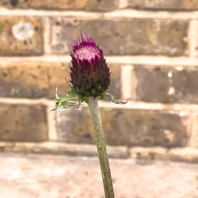 Cirsium 'Trevors Blue Wonder' (Pot Size 3L) - image 1