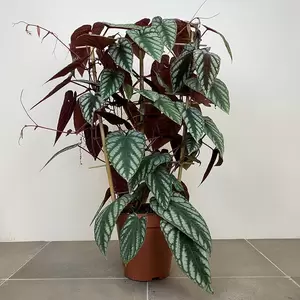 Cissus discolor (Pot Size 15cm) Rex begonia vine/ Climbing begonia - image 2