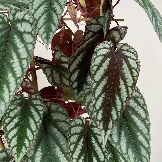 Cissus discolor (Pot Size 15cm) Rex begonia vine/ Climbing begonia - image 1
