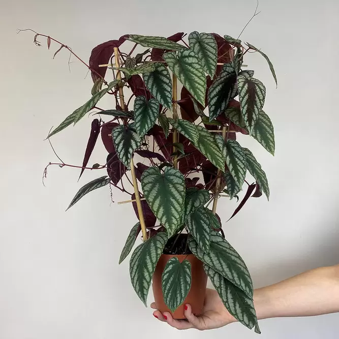 Cissus discolor (Pot Size 15cm) Rex begonia vine/ Climbing begonia - image 3
