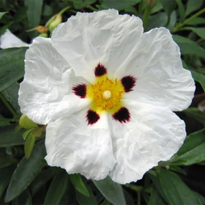Cistus × purpureus 'Alan Fradd' avialable at Boma Garden Centre image by Leonora Enking