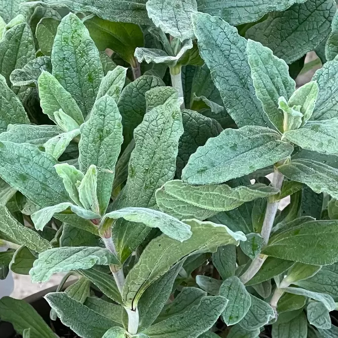 Cistus x pulverulentus 'Sunset' (Pot Size  3L) - Rock rose - image 1