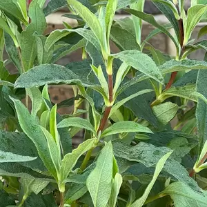 Cistus x purpureus (Pot Size 3L) - Purple flowered Rock Rose - image 1