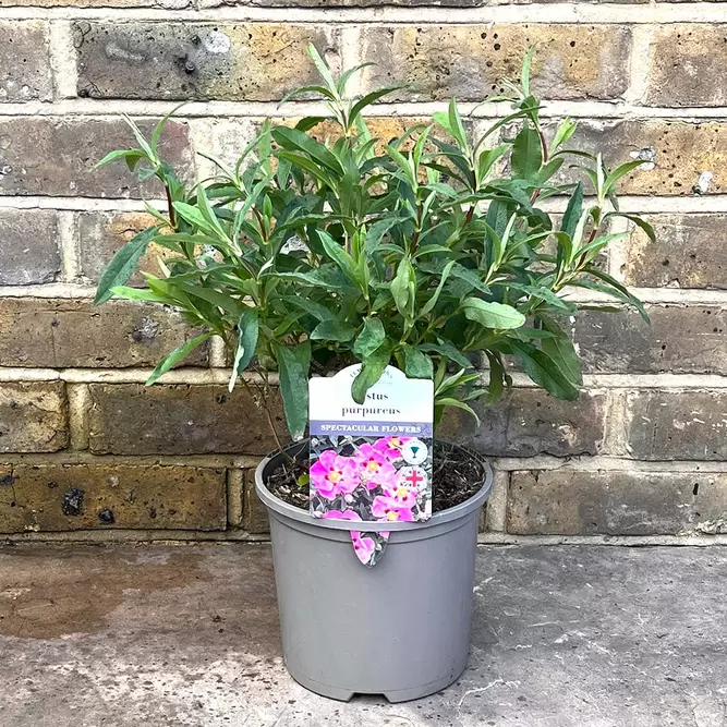 Cistus x purpureus (Pot Size 3L) - Purple flowered Rock Rose - image 2