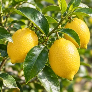 Citrus limon Lemon - Lemon