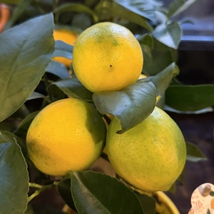 Citrus × limon ‘Meyer’ (Pot Size 14cm) Lemon