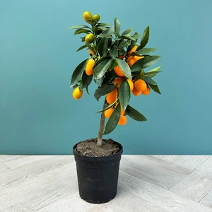 Citrus Mix (Pot Size 15cm) - image 1