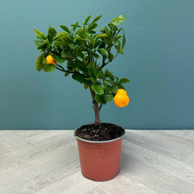 Citrus Mix (Pot Size 15cm) - image 7