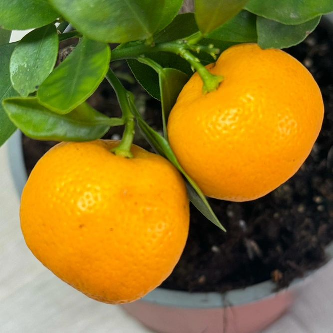 Citrus Mix (Pot Size 15cm) - image 8