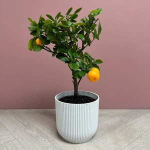 Citrus Mix (Pot Size 15cm) - image 9