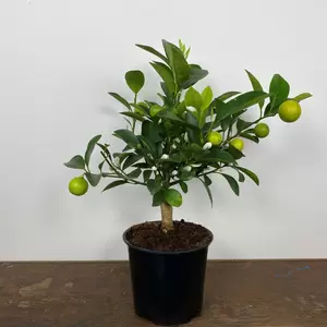 Citrus x microcarpa 'Calamondin' (Pot Size 12cm) Calamansi - image 4