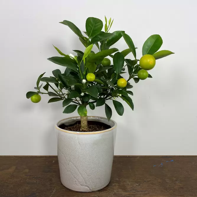 Citrus x microcarpa 'Calamondin' (Pot Size 12cm) Calamansi - image 1