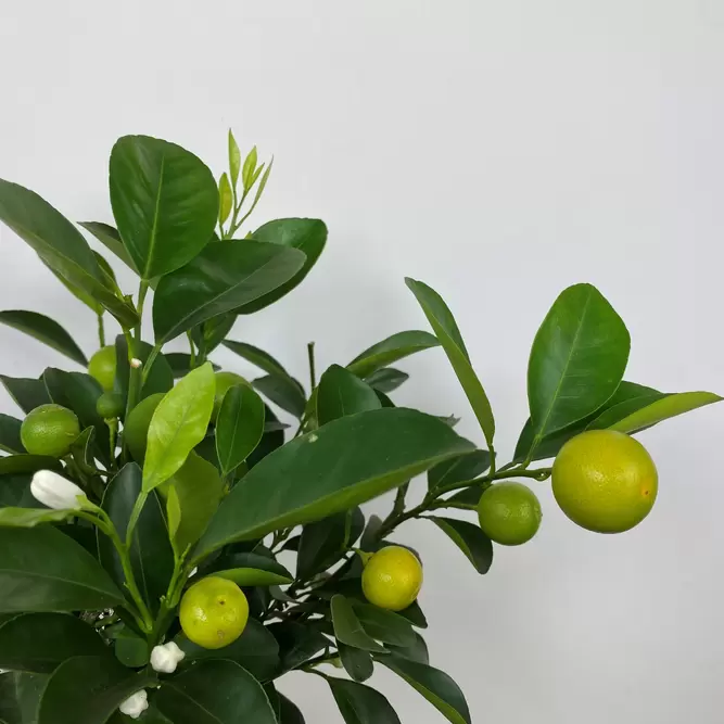 Citrus x microcarpa 'Calamondin'  (Pot Size 15cm) Calamansi - image 2