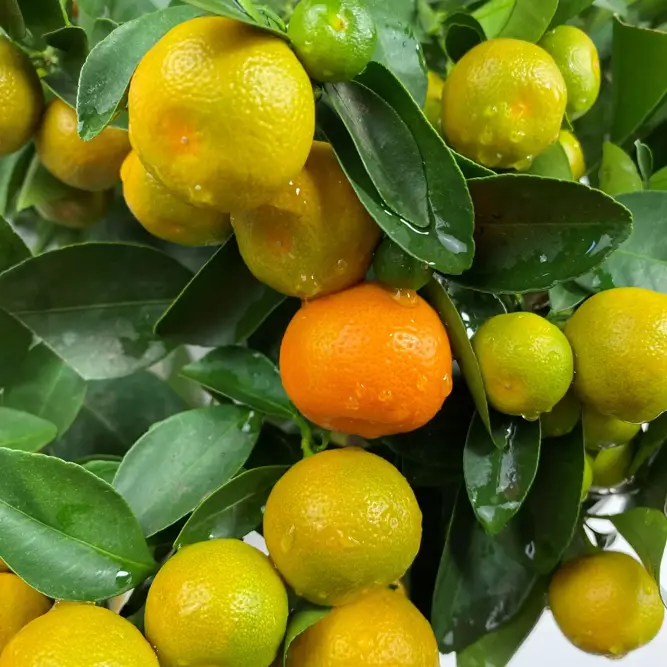 Citrus x microcarpa 'Calamondin' (Pot Size 5L) Calamansi - image 1