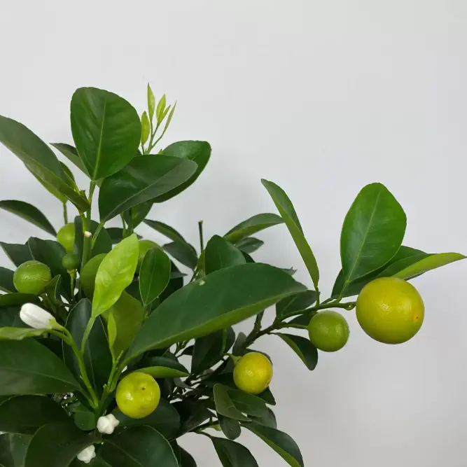 Citrus x microcarpa 'Calamondin' (Pot Size 5L) Calamansi - image 2