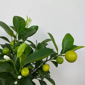 Citrus x microcarpa 'Calamondin' (Pot Size 5L) Calamansi - image 2