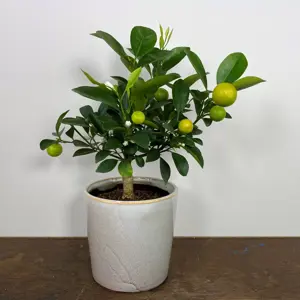 Citrus x microcarpa 'Calamondin' (Pot Size 5L) Calamansi - image 4