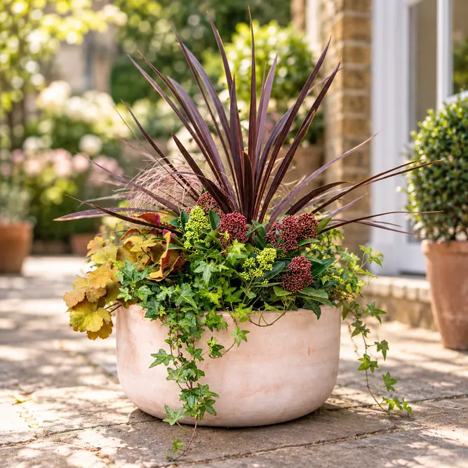 Clarkson's Cotswold Winter Bowl (38cm) Skimmia, Cordyline, Hellebore, Hedera, Grass Planter - image 1