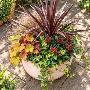 Clarkson's Cotswold Winter Bowl (38cm) Skimmia, Cordyline, Hellebore, Hedera, Grass Planter - image 2