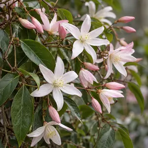 Clematis armandii 'Apple Blossom'