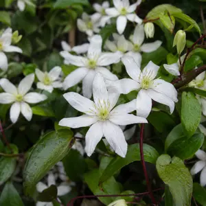 Clematis Armandii - Armand Evergreen Clematis