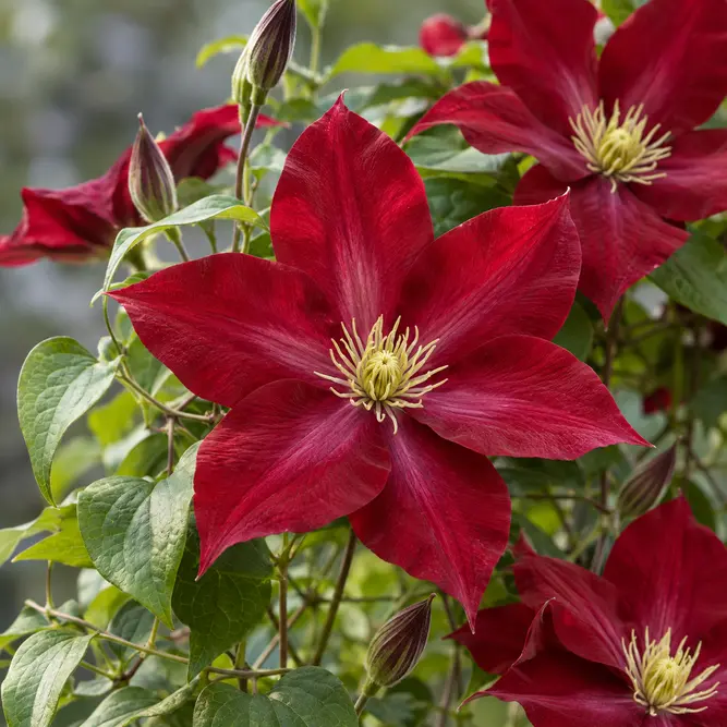 Clematis 'Bourbon' (3L)