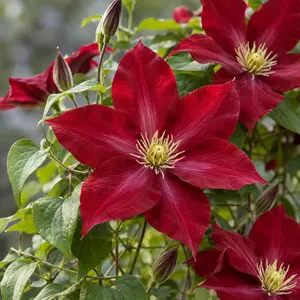 Clematis 'Bourbon' (3L)