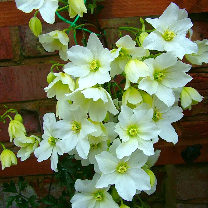 Clematis  cartmanii 'Avalanche' available at Boma Garden Centre Image by Molly258