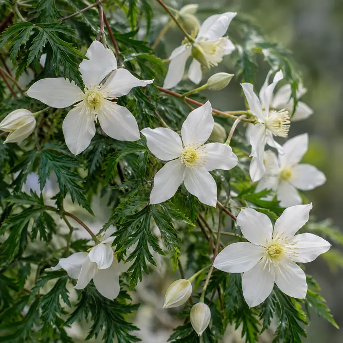Clematis × cartmanii 'Avalanche' (Pot Size 3Ltr) Clematis