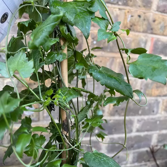 Clematis cirrhosa 'Freckles' (Pot size 17cm) - image 2