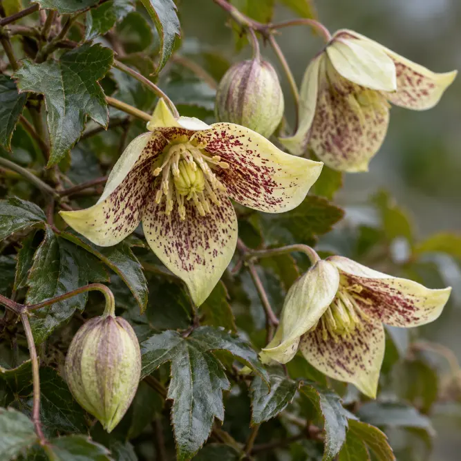 Clematis cirrhosa 'Freckles' (Pot size 17cm)