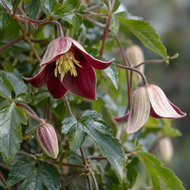 Clematis cirrhosa var. purpurascens  'Landsdowne Gem' (Pot Size 17cm) Clematis