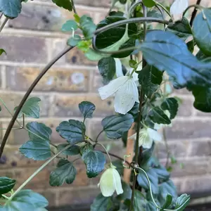 Clematis cirrhosa 'Wisley Cream' (Pot Size 17cm) - image 3