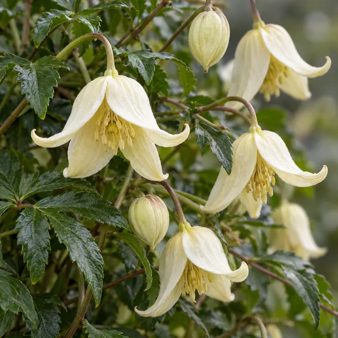 Clematis cirrhosa 'Wisley Cream' (Pot Size 17cm)