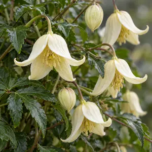 Clematis cirrhosa 'Wisley Cream' (Pot Size 17cm)
