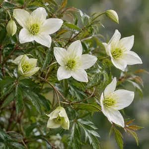 Clematis Early Sensation (Pot Size 5L) - Clematis cartmanii