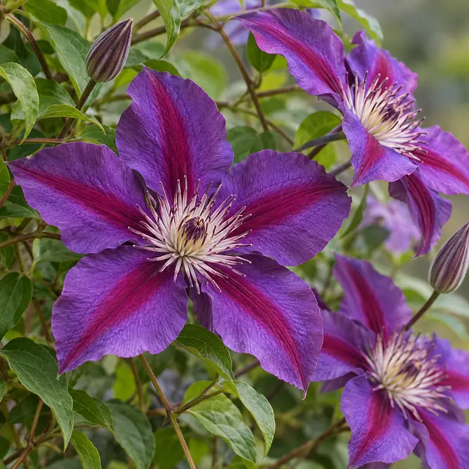 Clematis 'Edda' (Pot Size 3L) Edda Clematis
