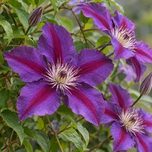 Clematis 'Edda'