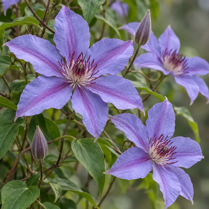 Clematis 'Elsa Spath' (Pot Size 3L)