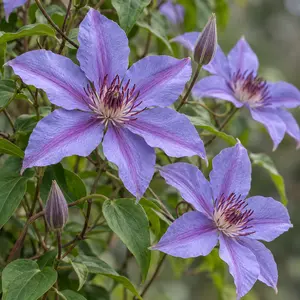 Clematis 'Elsa Spath' (Pot Size 3L)