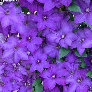 Clematis 'Elsa Spath' (Pot Size 3L) - image 2