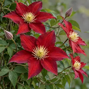 Clematis 'Issey'
