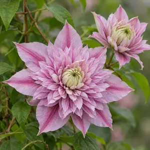 Clematis Josephine ‘Evijohill’ PBR (Pot Size 3L)