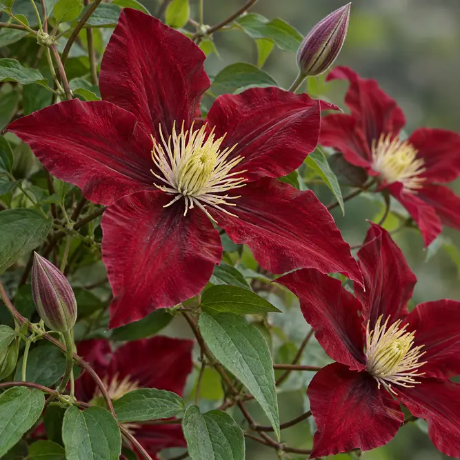 Clematis 'Madame Édouard André' (Pot Size 3L) Madame Édouard André Clematis