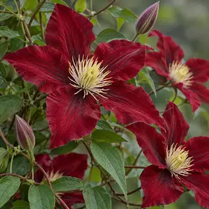 Clematis 'Madame Édouard André'