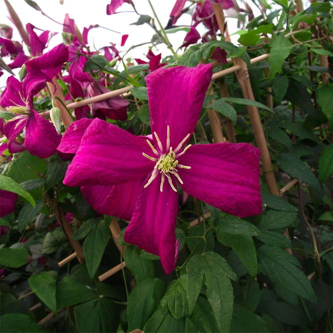 Clematis 'Madame Julia Correvon' (3L)