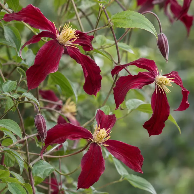 Clematis 'Madame Julia Correvon' (3L)