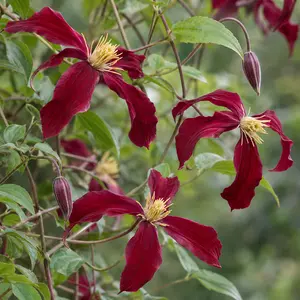 Clematis 'Madame Julia Correvon' (3L)