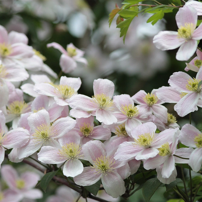 Clematis montana var. rubens 'Elizabeth' available at Boma Garden Centre image by cattan 2011