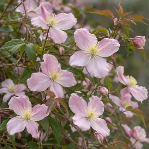 Clematis montana var. rubens 'Elizabeth' (Pot Size 3ltr) Clematis